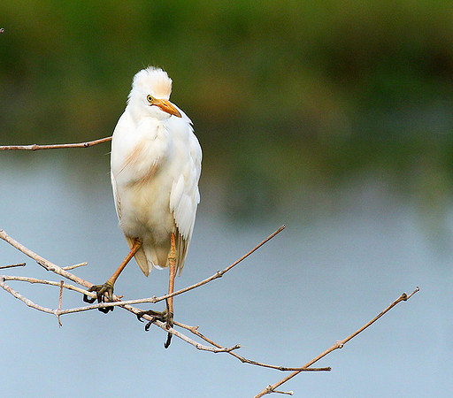 Western cattle egrets settling for the night