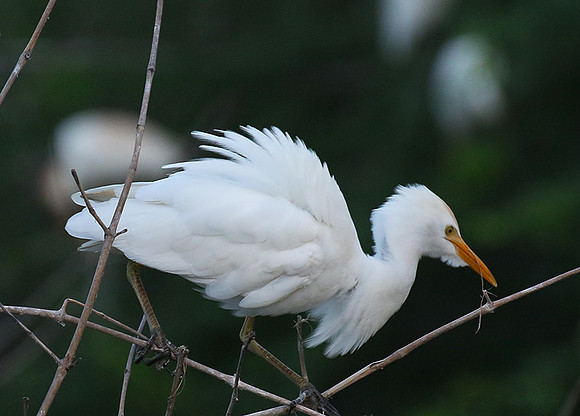 Cattle egret