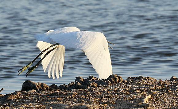 In the lagoon