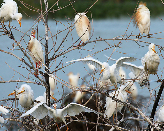 Cattle egret