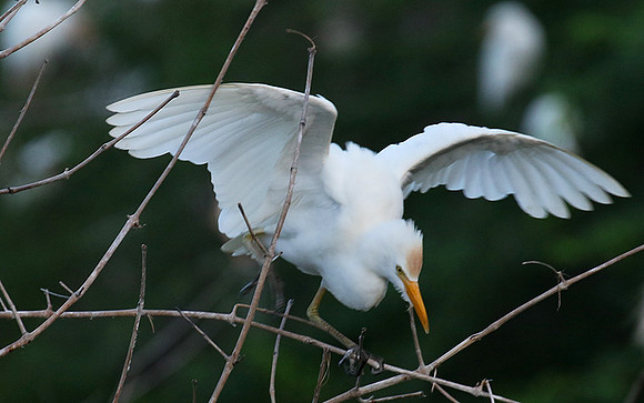 Cattle egret
