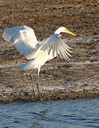 In the lagoon