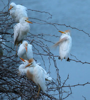Cattle egret