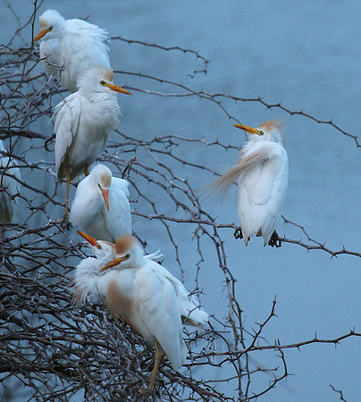 Cattle egret