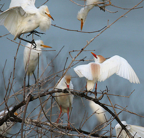 Cattle egret
