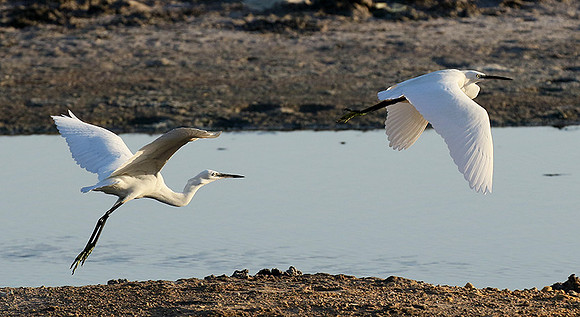 Flying together