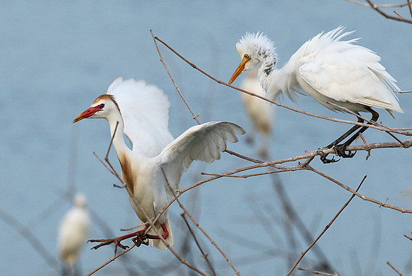 Cattle egret