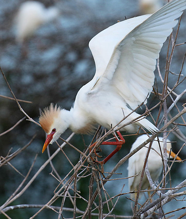 Cattle egret