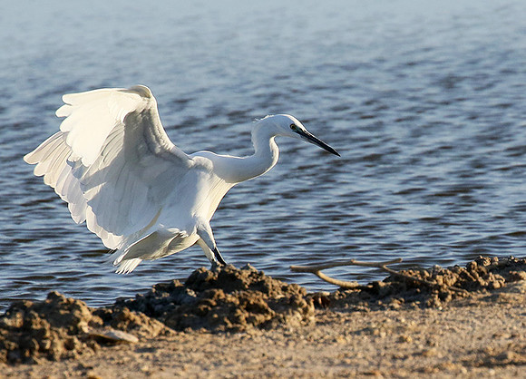 Egret in the lagoon (aigrette dans le lagoon)