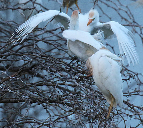 Cattle egret