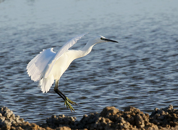 Egret in the lagoon (aigrette dans le lagoon)