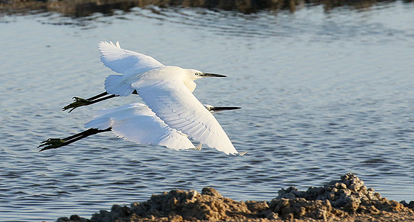 Flying together
