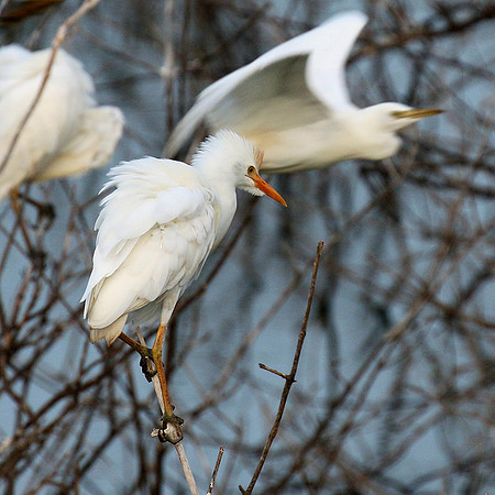 Western cattle egrets settling for the night