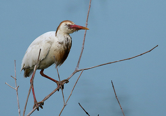 Cattle egret