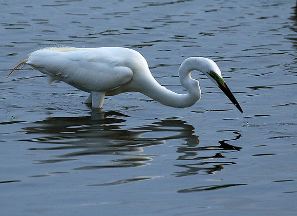 In the lagoon