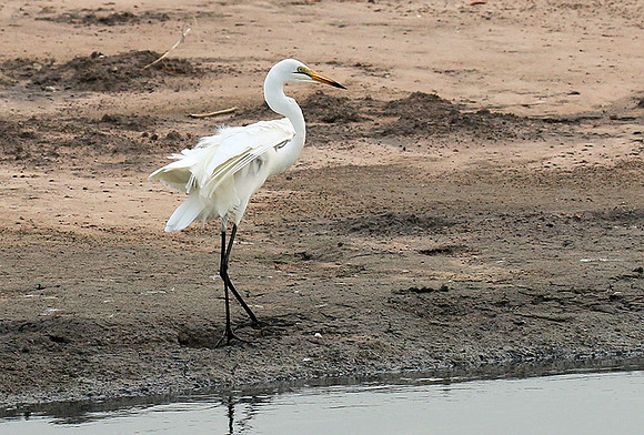 In the lagoon