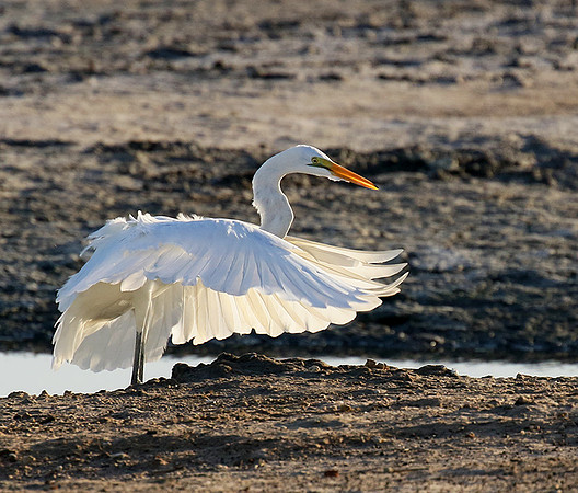Egret in the lagoon (aigrette dans le lagoon)