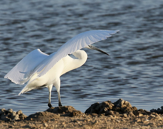 In the lagoon