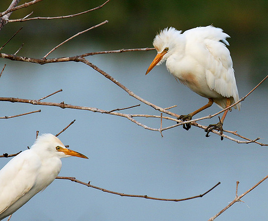 Western cattle egrets settling for the night