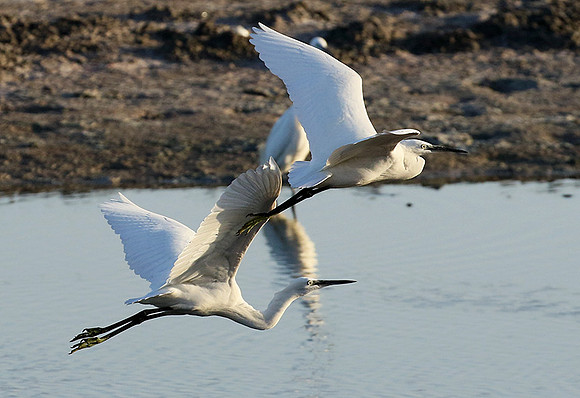 Flying together