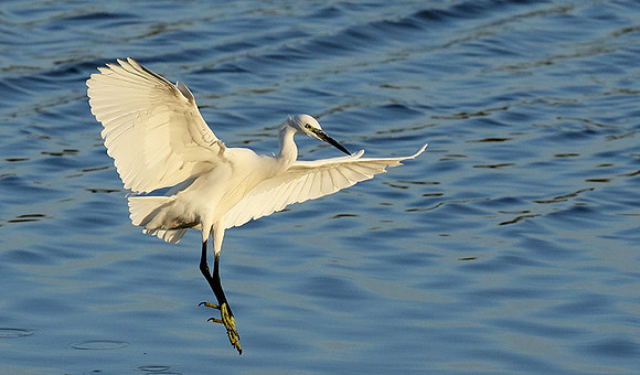 Egret in the lagoon (aigrette dans le lagoon)