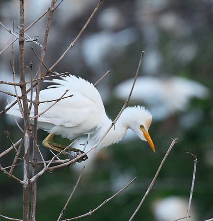 Cattle egret
