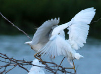 Cattle egret