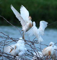 Cattle egret