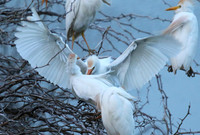 Cattle egret