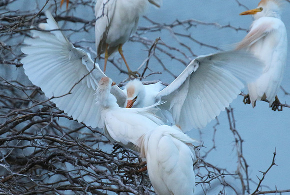 Cattle egret