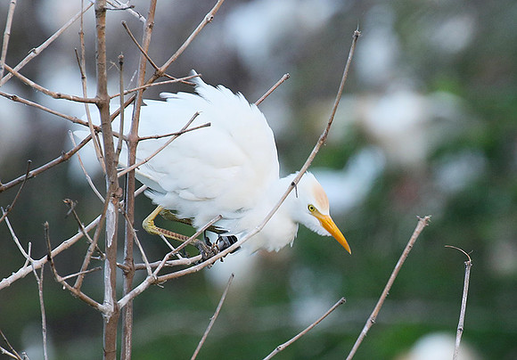 Cattle egret