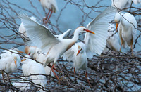 Cattle egret
