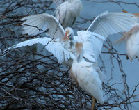 Cattle egret