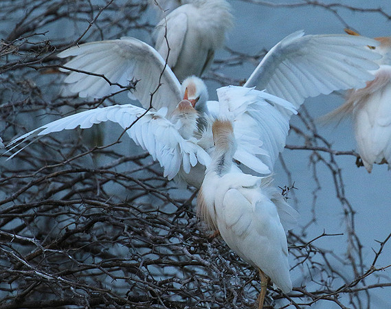Cattle egret