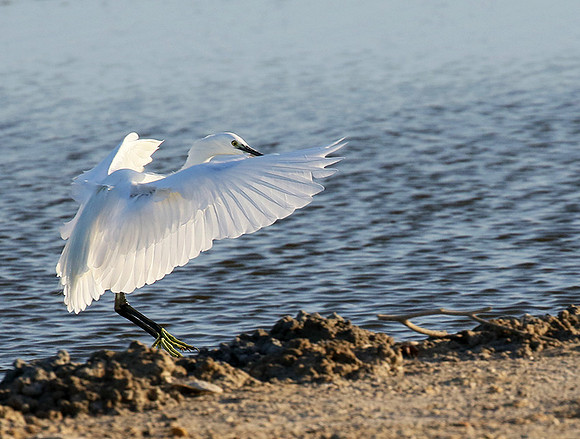 Egret in the lagoon (aigrette dans le lagoon)