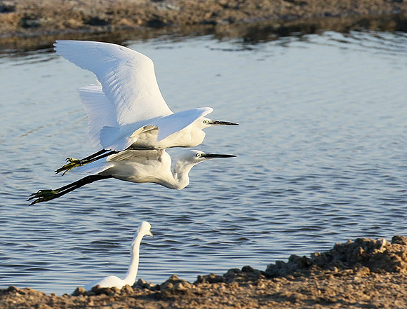 Flying together