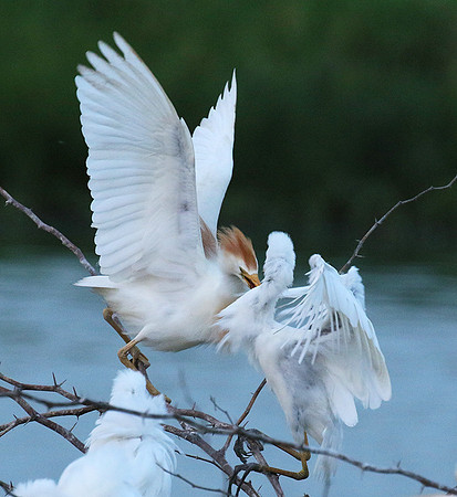 Cattle egret