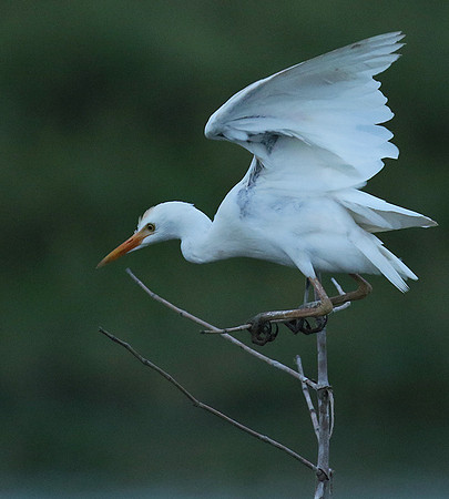 Cattle egret
