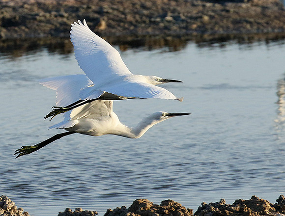 Flying together
