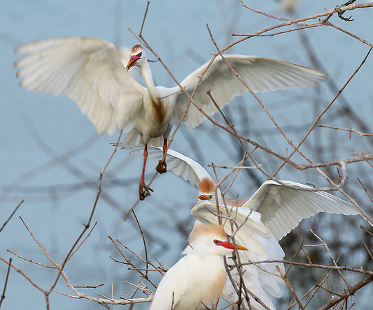Cattle egret
