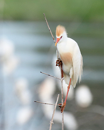 Cattle egret