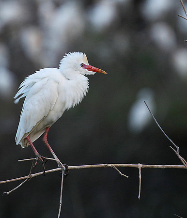Cattle egret
