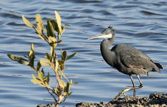 In the lagoon