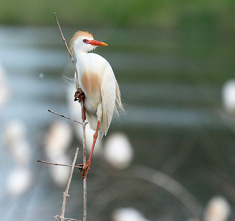 Cattle egret