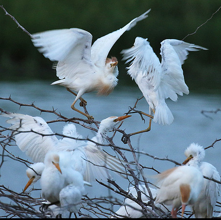Cattle egret