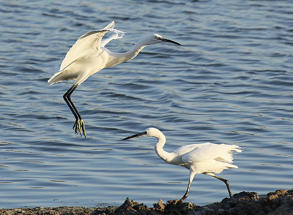 In the lagoon