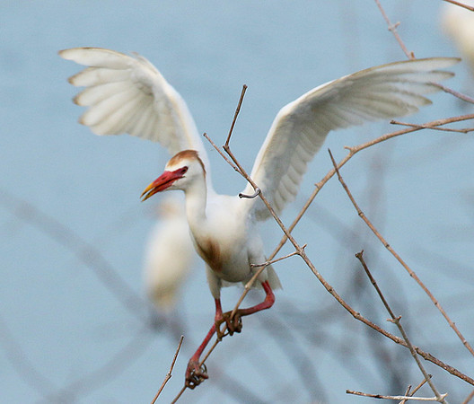 Cattle egret