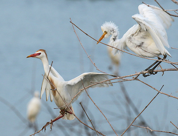Cattle egret