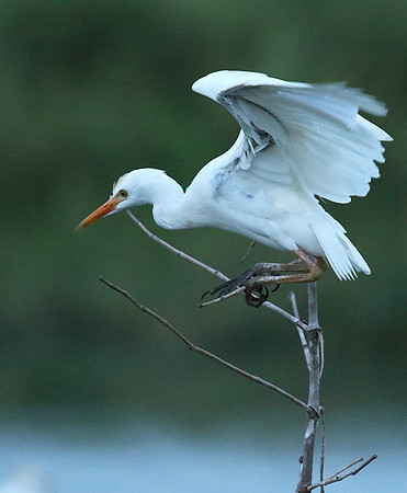 Cattle egret