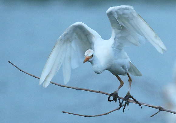 Cattle egret